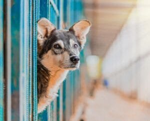 Rescue Dog waiting for Adoption